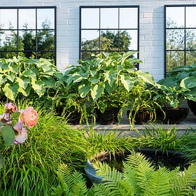 Fostering Hostas