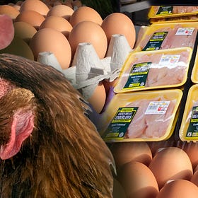 Why Are Eggs So Expensive While Chicken Prices Stay Flat?