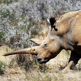 Shocking twist in rhino horn trade