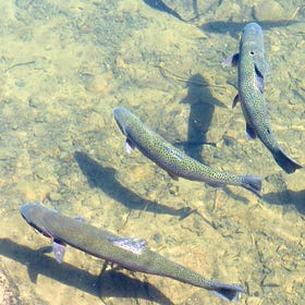 Les truites de retour au lac Champlain après plus de 50 ans d’absence