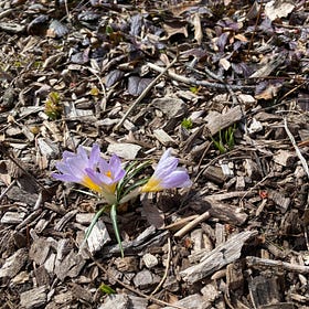 Spring's Conjuring