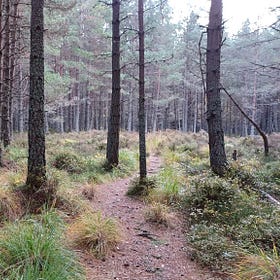 Painting the Moorlands: Purple Moor Grass