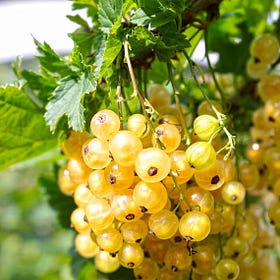 Golden Currants Unveiled: Your Top Questions Answered!