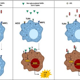 SARS-CoV-2 Spike protein is Not pro-inflammatory in Human Primary Macrophages?