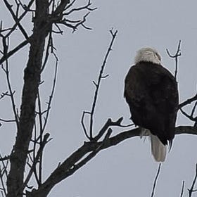 Naturalist Events and Bird Counts Highlight Winter Season in Grey-Bruce