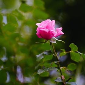 roses, thorns, and buds: reflections on the first year of the marigold effect