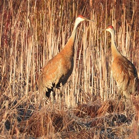 Owen Sound Field Naturalists Share Updates, Events & Recent Bird Sightings 