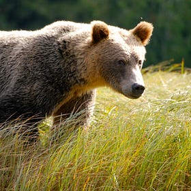 Bears & Wolves drawing session - replay