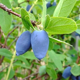 Unlocking the Secrets of Honeyberries: Your Top Questions Answered!
