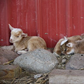 Cookie had Triplets! 🐐🐐🐐