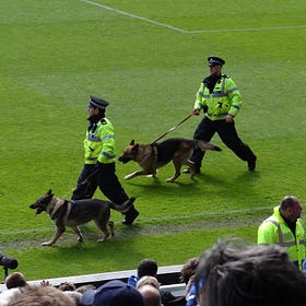 Chelsea, where Premier League's chickens go to s***