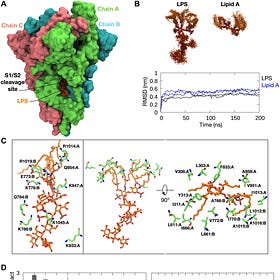 GMO Spike Protein carries E coli Endotoxin and enhances Inflammatory Damage to Jabbees