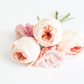 The same source that made peonies made you. 
