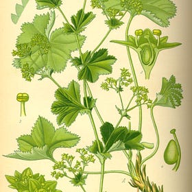 Medicinal Uses of Lady's Mantle
