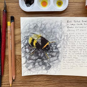 Time lapse: Buff Tailed Queen Bumblebee 