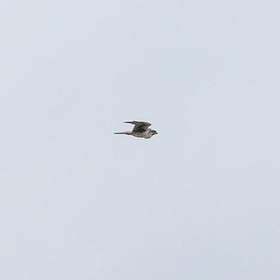 Stump is magical again: Prairie Falcon returns for 14th year