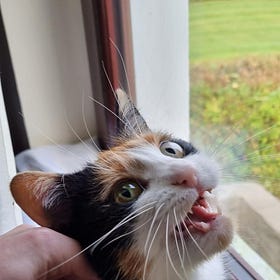 The cat who was sat in its basket