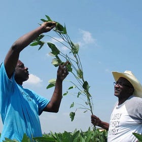 Black Farmers Are Reclaiming Their Land — With or Without the USDA 