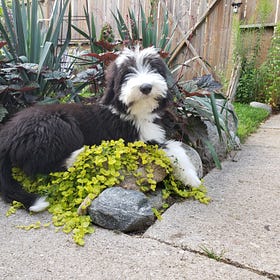 Gardening with Dogs