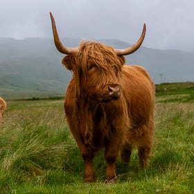 Would you help me eat half this cow?