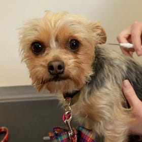 Jeffrey A. Tucker: First Dogs, Then Humans 
