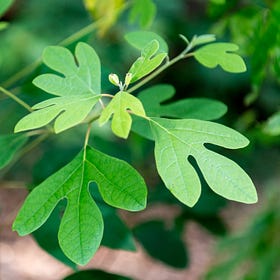 Unlocking the Mysteries of Sassafras: Nature's Aromatic Wonder