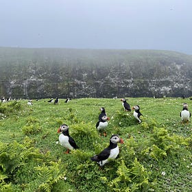 Travel diary: Pembrokeshire & Skomer Island