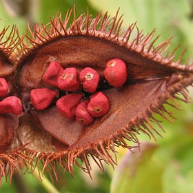 Letter: A Warning That New Food Colouring Called Annatto Can Trigger Nut Allergy