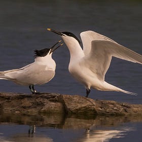 The Flight Path to Conservation: St John's Pool's Journey from Field to Bird Reserve