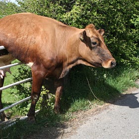 Is Your AI Plan Just Paving the Cow Paths?