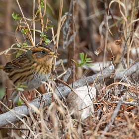 The full Nelson's Sparrow: an uncommon species and its ties to Chicago