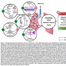 How do the Covid19 Jabs affect your Zinc Enzymes?