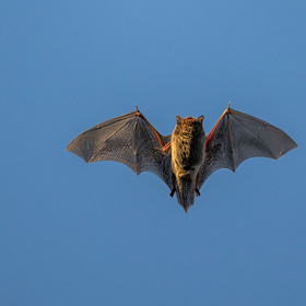 Bats, Cats, and AI Chats