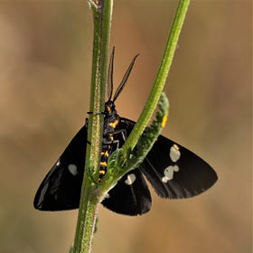 The Magpie Moth