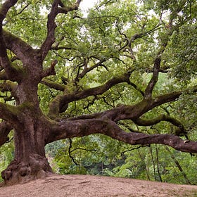Old Growth Government