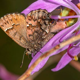 Virtue in a Little Brown Butterfly