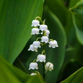 May's heart-stopping flower: Lily of the Valley