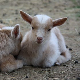 Sweet Pea had Twins! 🐐🐐