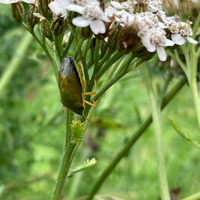More to Our Wildflower Areas Than Meets the Eye