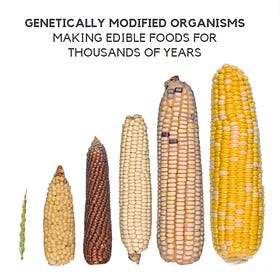 GMOs and genetic engineering are wildly misunderstood