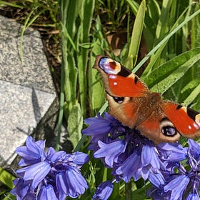 Brimstone and Peacock