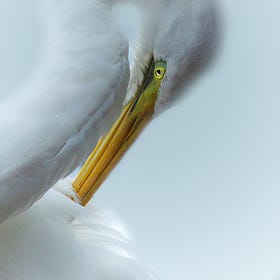 June Photo of the Month: 'Bird Within a Dream'