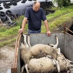A védőoltás működik: hullanak a juhok Hollandiában