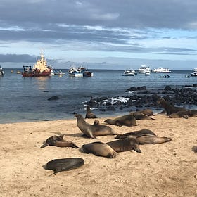 Work, Wander, Repeat: A Midlife Nomad’s Guide to the Galápagos Islands