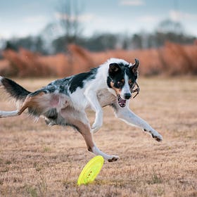 Homeopathy & canine astraphobia in an eleven year old border collie 