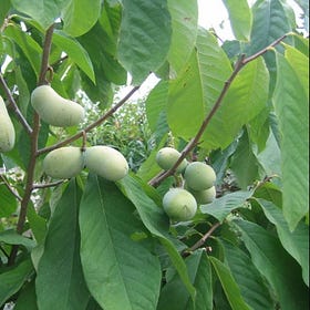Thriving in the Shade: The Remarkable Growth of Pawpaws in Understory Environments