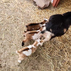 Penelope had Triplets 🐐🐐🐐