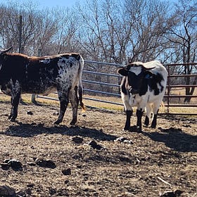 🥳 Introducing: Our Pineywoods Cattle!!! 🐄