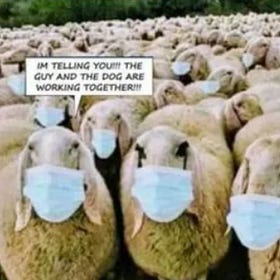 Chapter 3: Herding Us Into The Needle