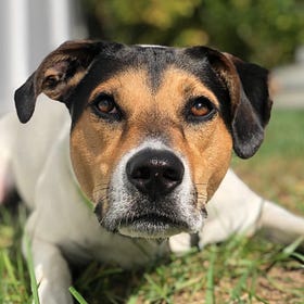 How Dogs Add Value to Both Life and Death 
